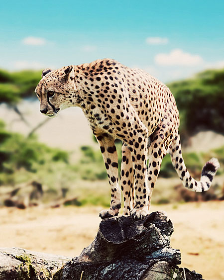 Kenya Destination